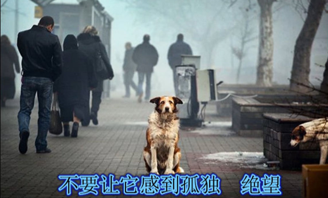 安阳安阳爱影圈微博微信转发案例
